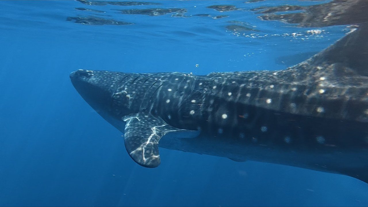 whale shark encounter
