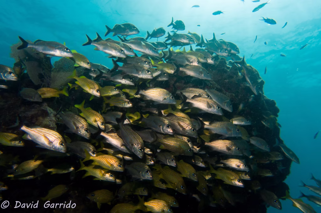 Dense school of fish over a Cozumel reef