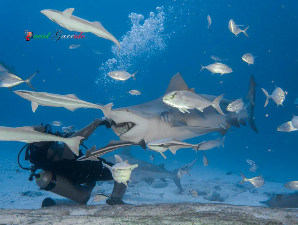 Diving in Playa del Carmen: The Complete Guide 5 Divers with bull sharks and schooling fish off Playa del Carmen