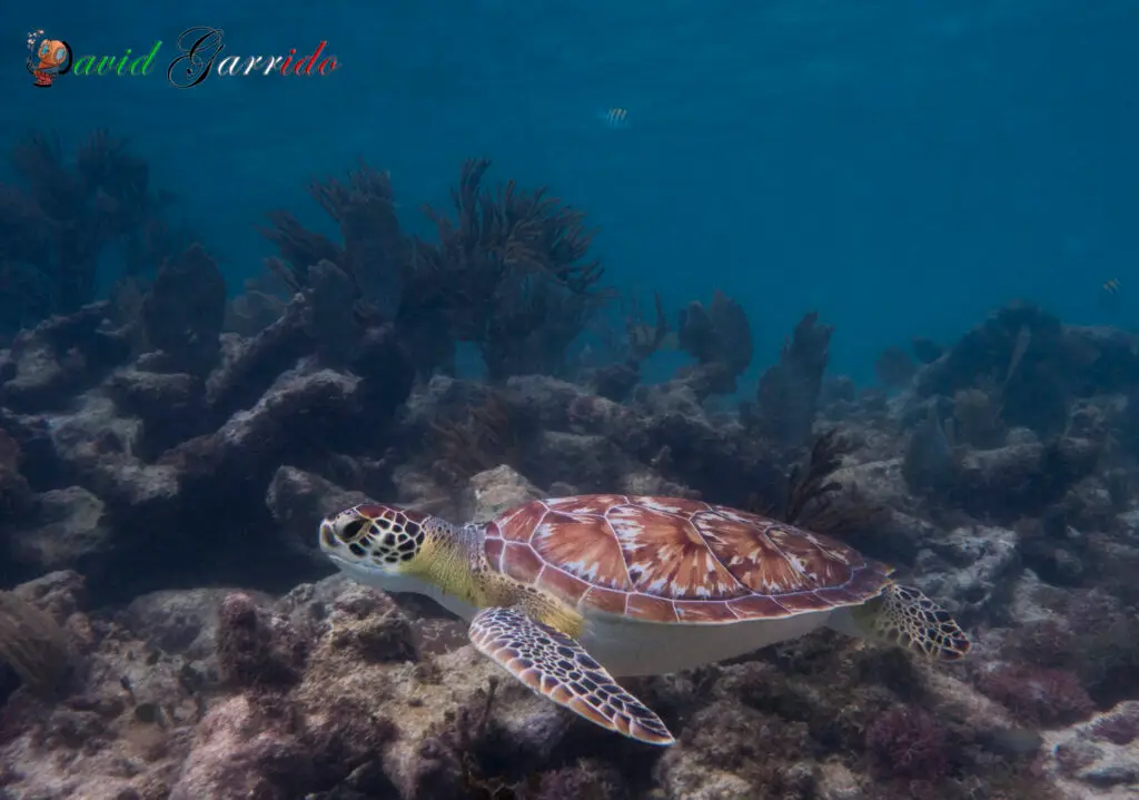 Turtle resting on a coral reef near Playa del Carmen