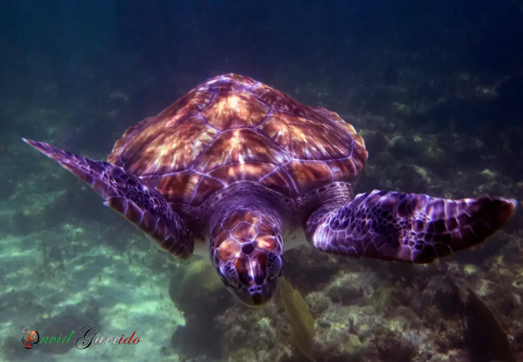 Playa del Carmen Diving Tips: 12 Things to Know Before Your Trip 3 Green sea turtle over a reef in violet-toned light, Riviera Maya