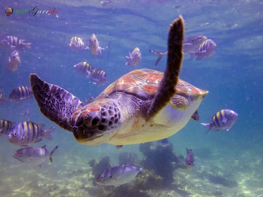 Green sea turtle swimming over a reef in the Riviera Maya