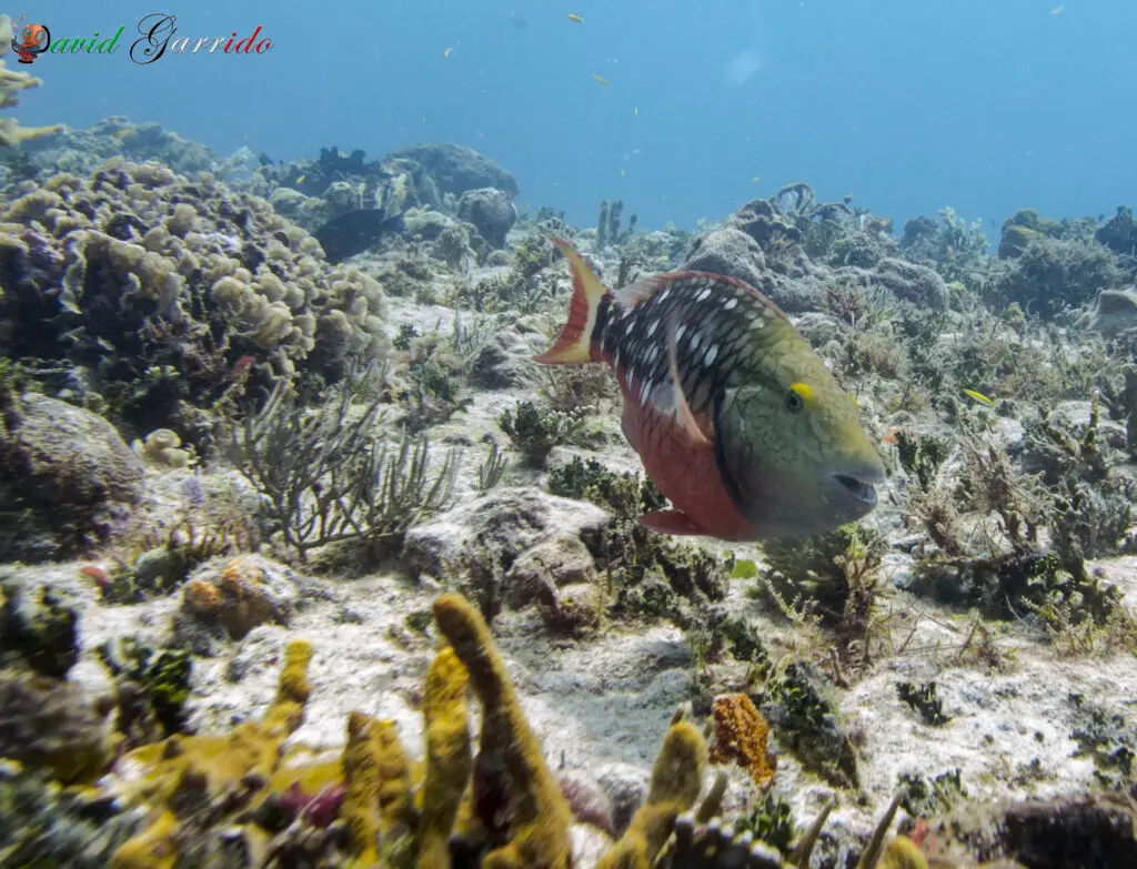 Parrotfish over a coral reef near Playa del Carmen