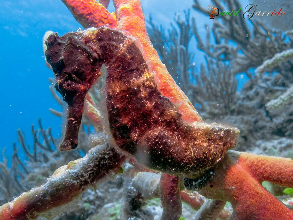 Orange seahorse wrapped around coral in the Riviera Maya