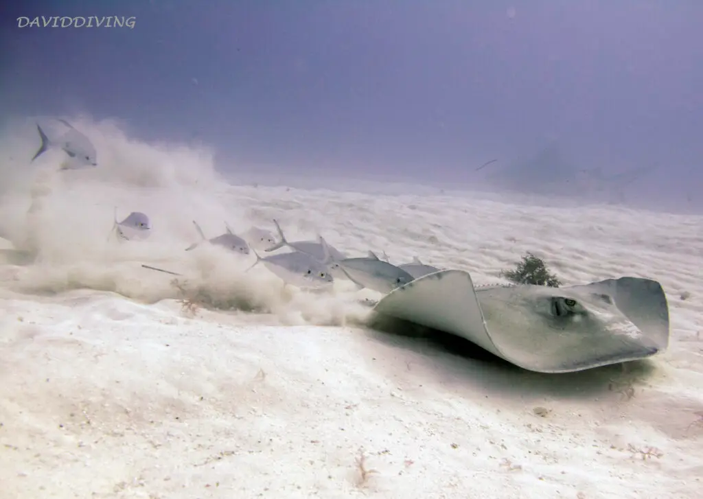 Southern stingray kicking up sand off Playa del Carmen