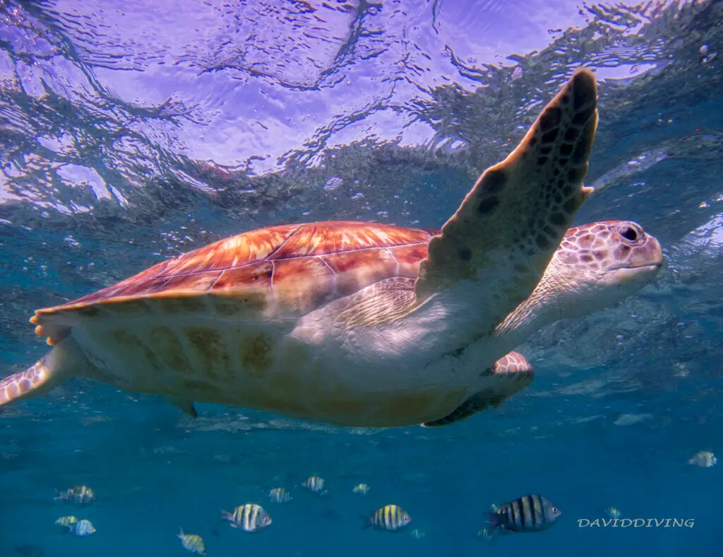 Best Time to Dive Playa del Carmen: A Month-by-Month Guide 11 Green sea turtle swimming near the sunlit surface in the Riviera Maya
