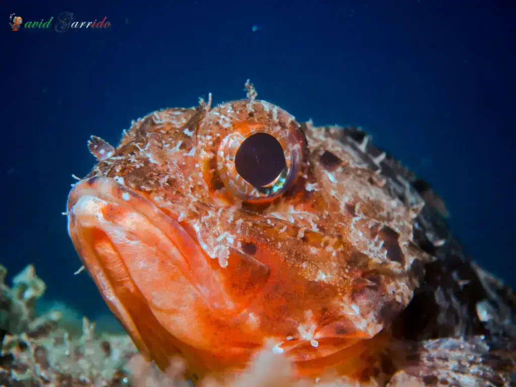 Scorpionfish portrait on a reef in the Riviera Maya