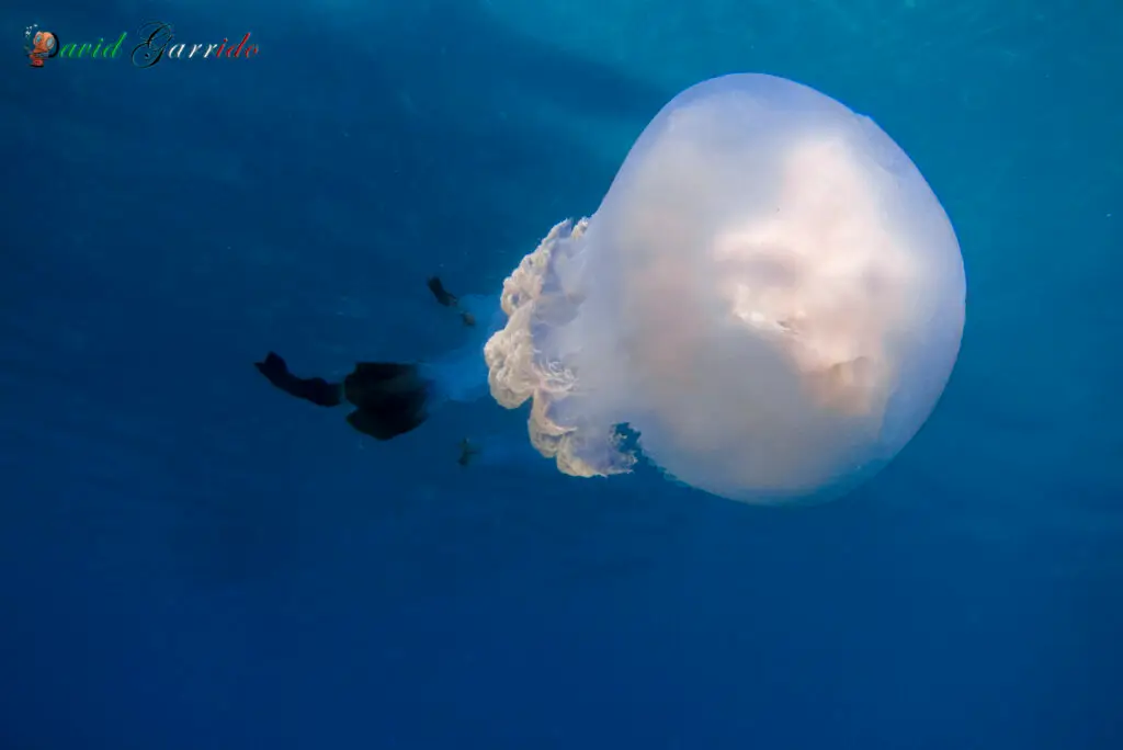 Jellyfish drifting in open blue water near Playa del Carmen