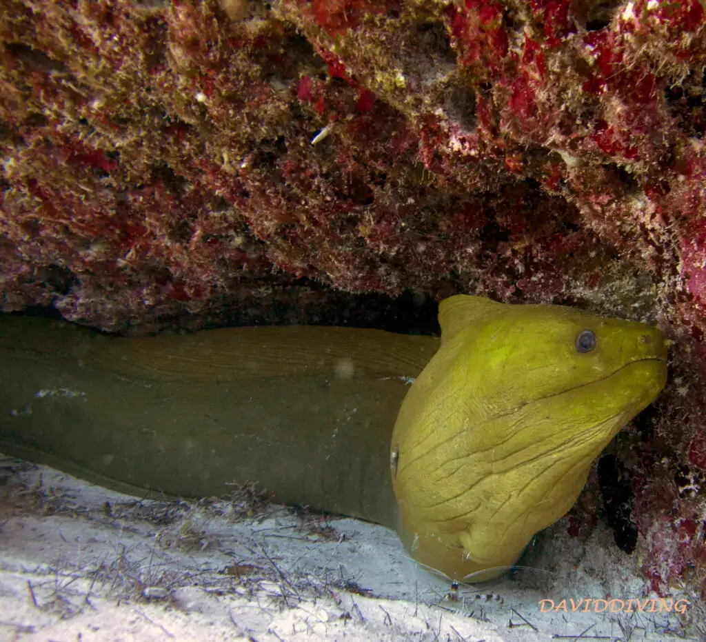 Moray eel looking out from its den on a Playa del Carmen reef