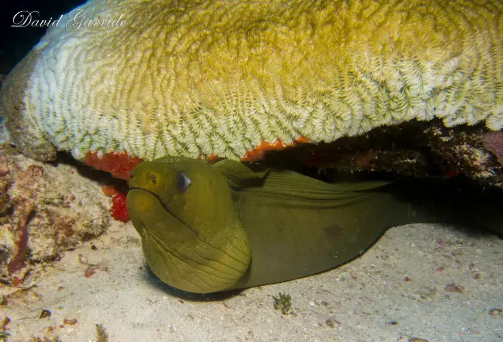 Green moray eel sheltering under brain coral in the Riviera Maya