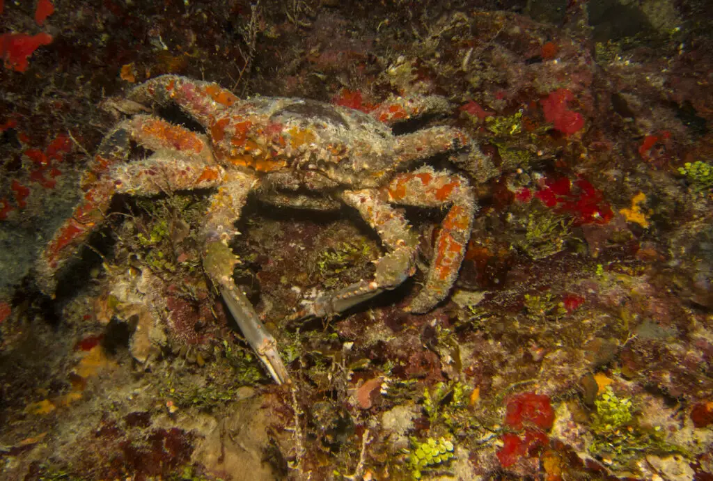 Channel clinging crab on a coral reef in the Riviera Maya