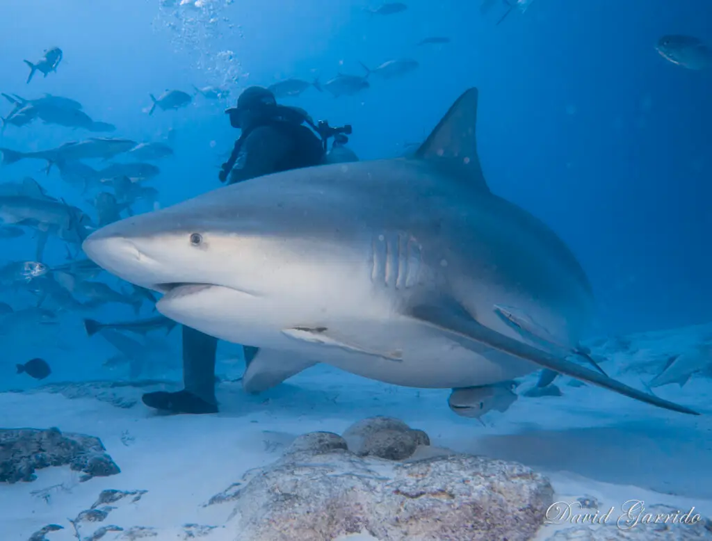 Underwater diving photo from the Mexican Caribbean