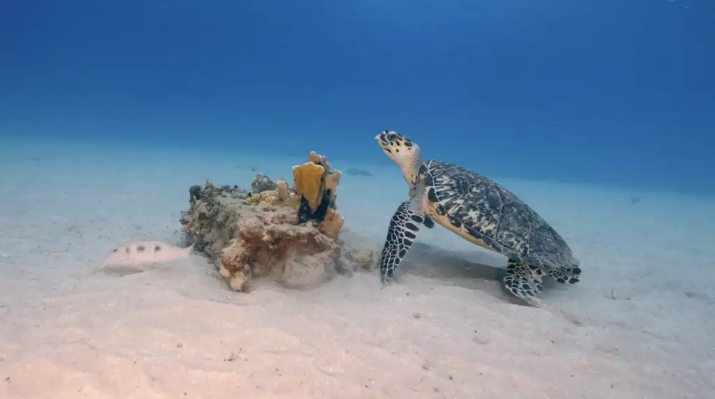 Two-tank reef fun dives in Playa del Carmen and the Riviera Maya