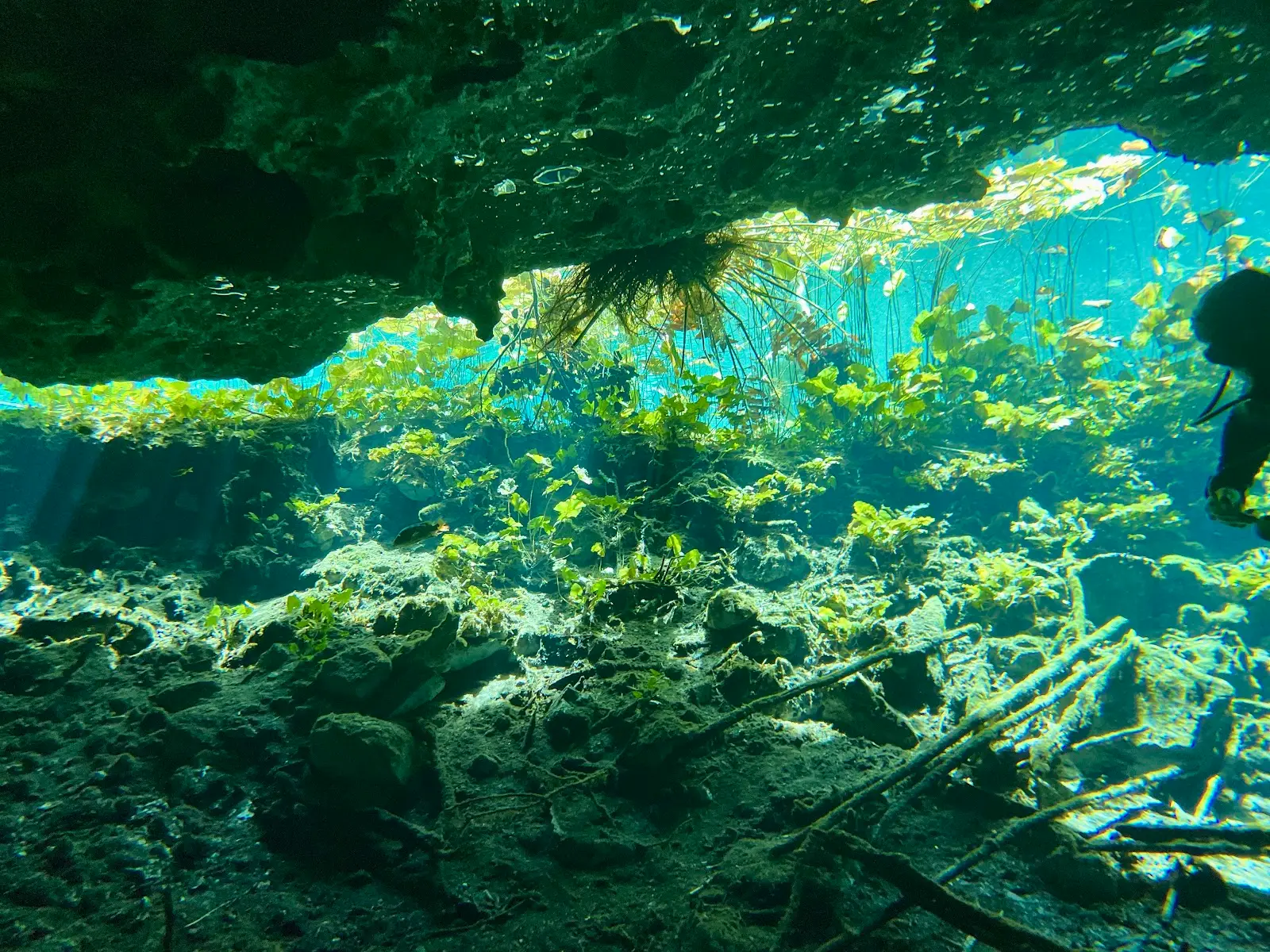 Sunlight streaming into a crystal-clear cenote surrounded by jungle rock