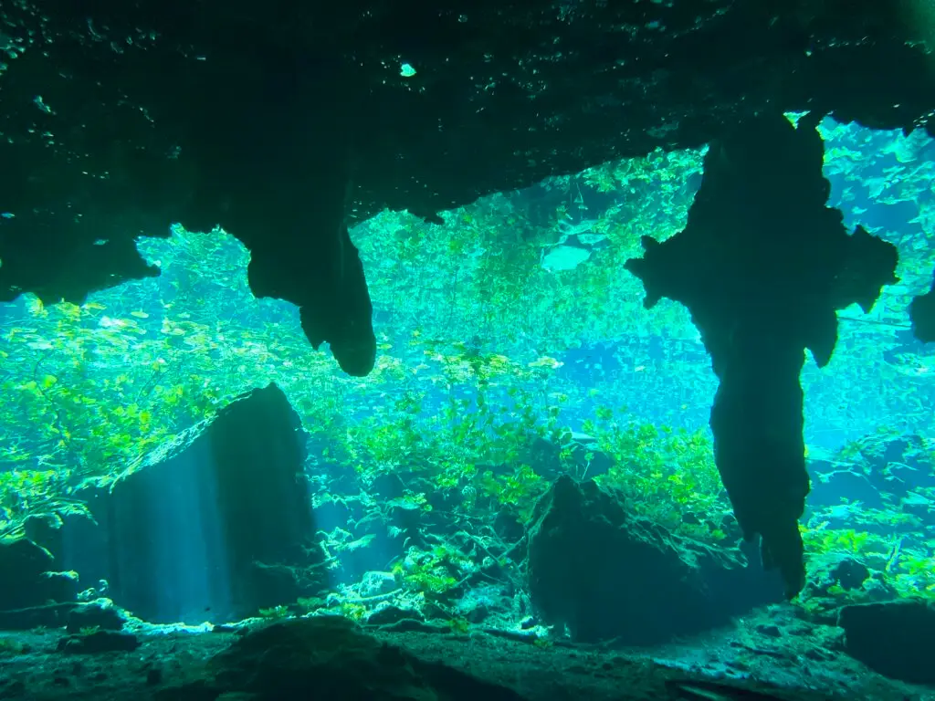 Light rays through fresh water and greenery at a jungle cenote in the Riviera Maya