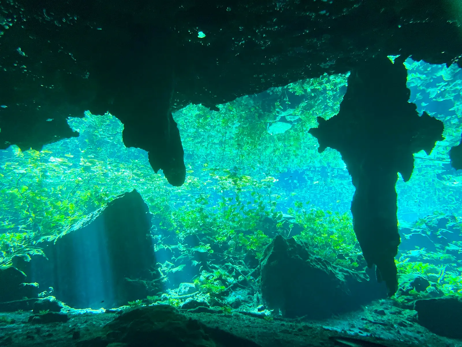 Best Time to Dive Playa del Carmen: A Month-by-Month Guide 2 Light rays through fresh water and greenery at a jungle cenote in the Riviera Maya