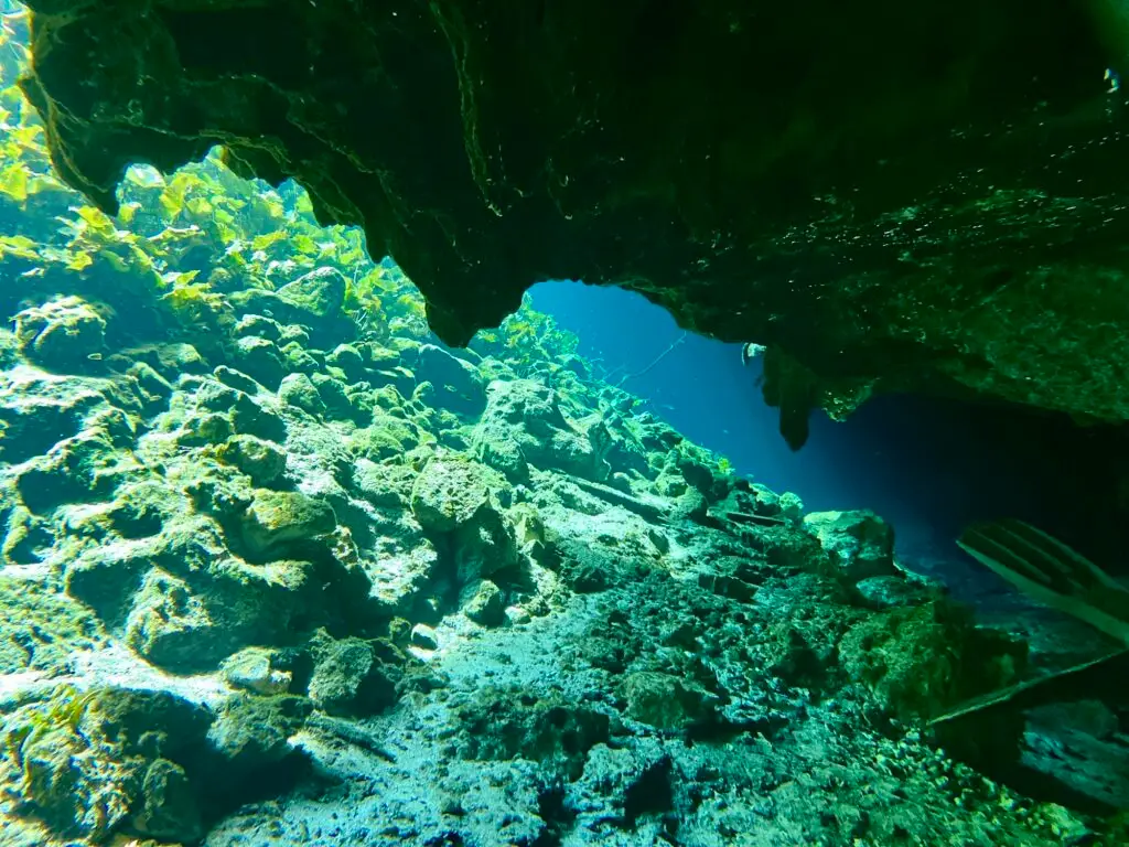 Daylight meeting the cavern ceiling at the edge of a cenote, the zone every guided cenote dive stays within