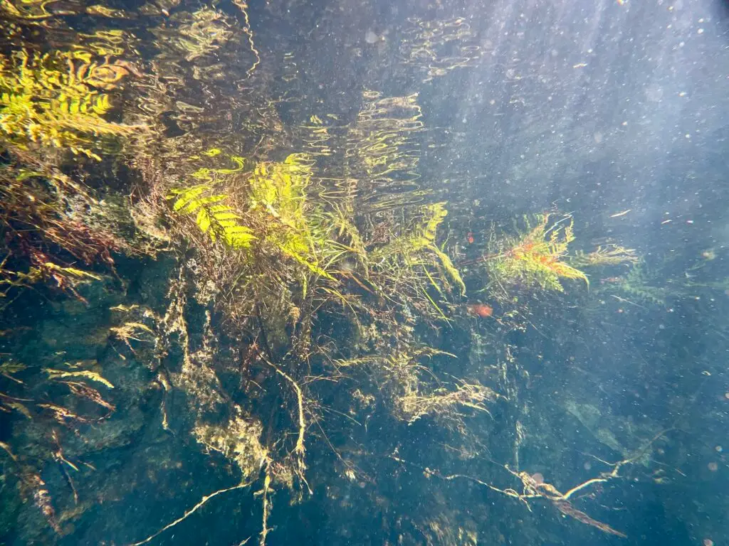 Sunlit water plants in the shallows of Cenote Nicte Ha
